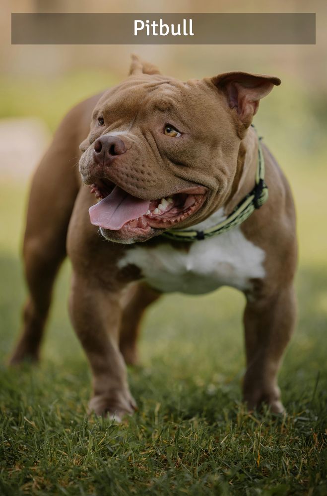 Pitbull - Super Croquettes