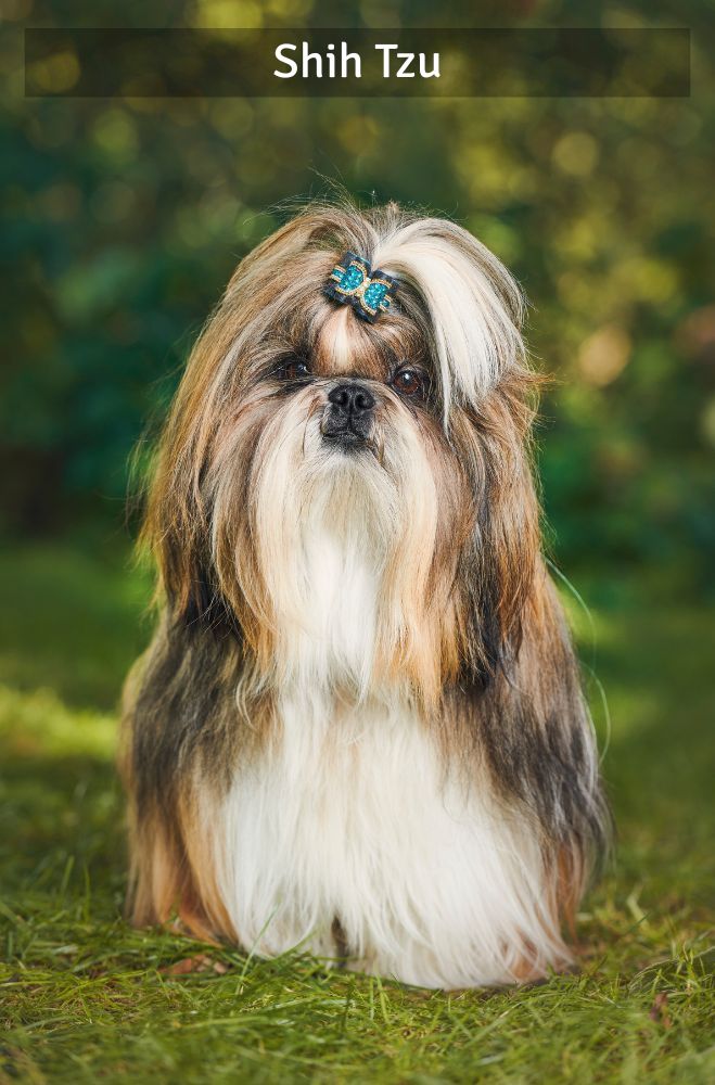 Shih Tzu - Super Croquettes