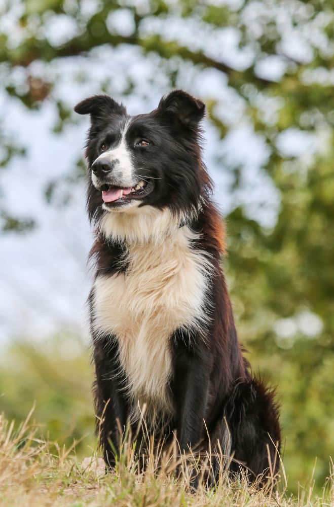 Le Boder Collie - Super Croquettes