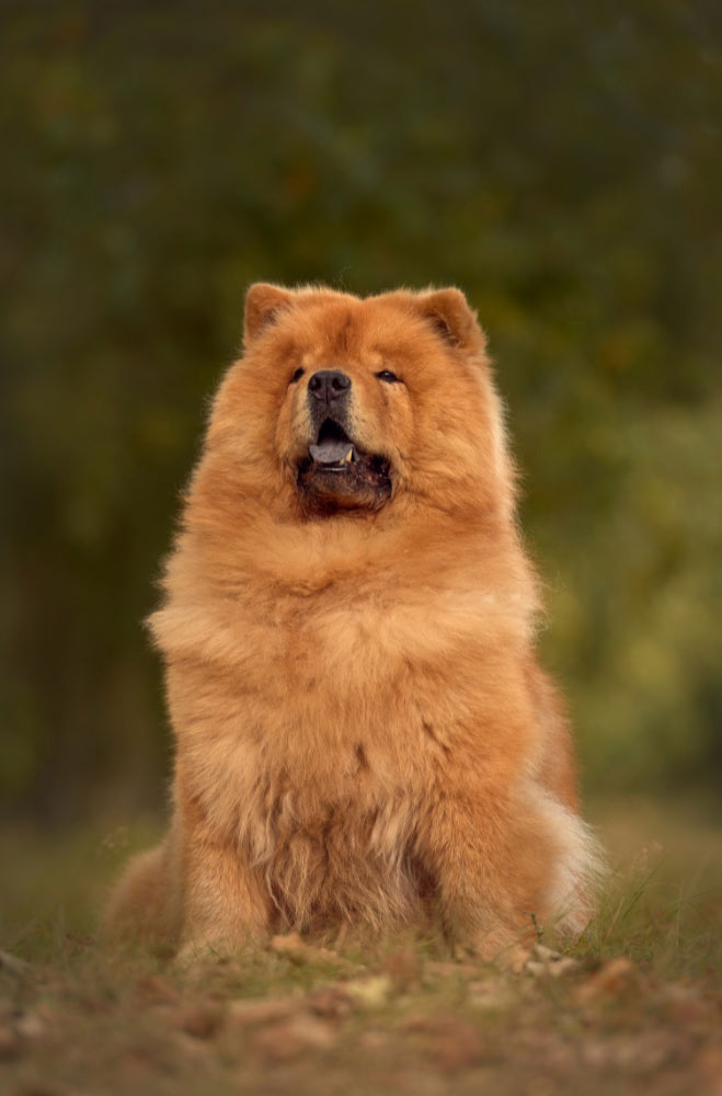 Le Chow Chow Le Chow Chow