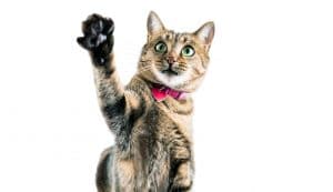 chat joueur - supercroquettes