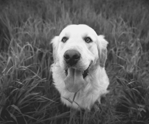 chien dans un près en noir et blanc - supercroquettes