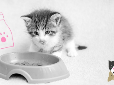 Quels sont les aliments préférés des chats ?