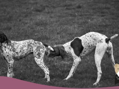 Tout savoir sur les chaleurs de votre chatte ou de votre chienne