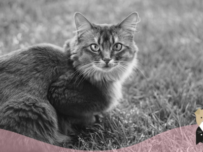 Le Somali, un chat à l’allure exotique