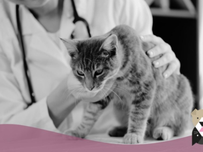 Comprendre les Problèmes Digestifs chez les Chats ?