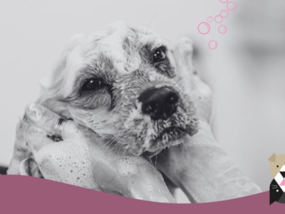 Pourquoi et Comment Toiletter Votre Chien Régulièrement ?