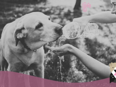 Comment Prévenir et Traiter les Coups de Chaleur chez les Chiens ?