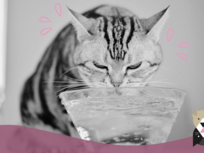 Prévenir et Traiter les Coups de Chaleur chez les Chats