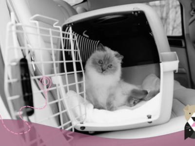 Comment organiser les vacances avec son chat ?