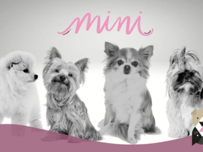 Tout ce que vous devez savoir sur le mini chien et son alimentation