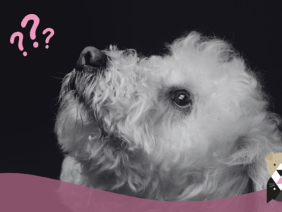 Les bichons : Des compagnons élégants et affectueux
