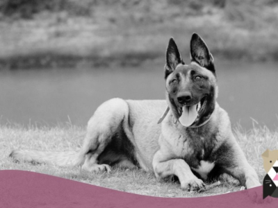 Tout Savoir sur le Malinois : Caractère, Aptitudes et Conseils