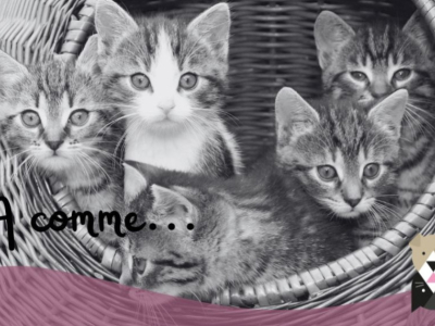 Prénoms pour chats en 2025 : Pourquoi choisir la lettre A ?