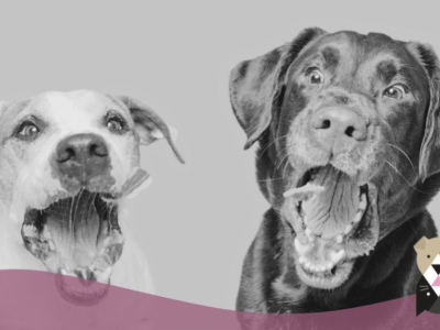 Friandises naturelles pour chiens : santé, plaisir et bien-être