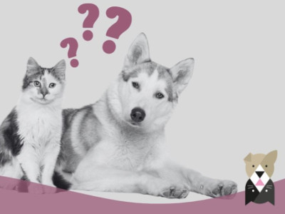 Bienfaits des pâtées pour chiens et chats : nutrition et santé