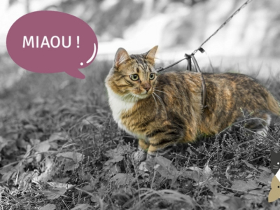 3 conseils pour se promener avec son chat