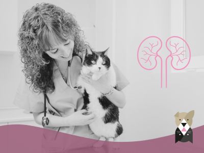 Problèmes rénaux chez le chat : comprendre, repérer, agir