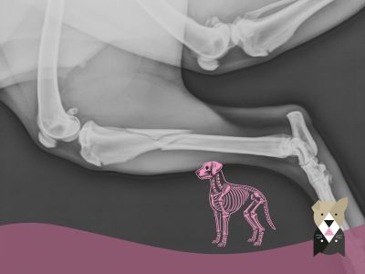 Arthrose du chien : comment la nutrition peut soulager les douleurs articulaires