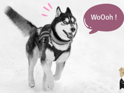 Le husky sibérien : un chien très énergique