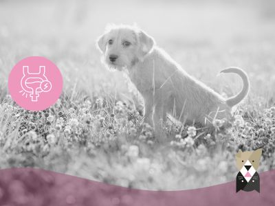 Problèmes urinaires chez le chien : symptômes, prévention et nutrition