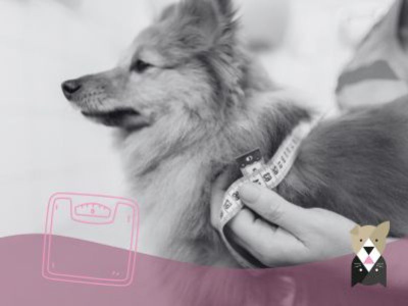 Alimentation du chien stérilisé ou en surpoids : comment préserver sa santé ?
