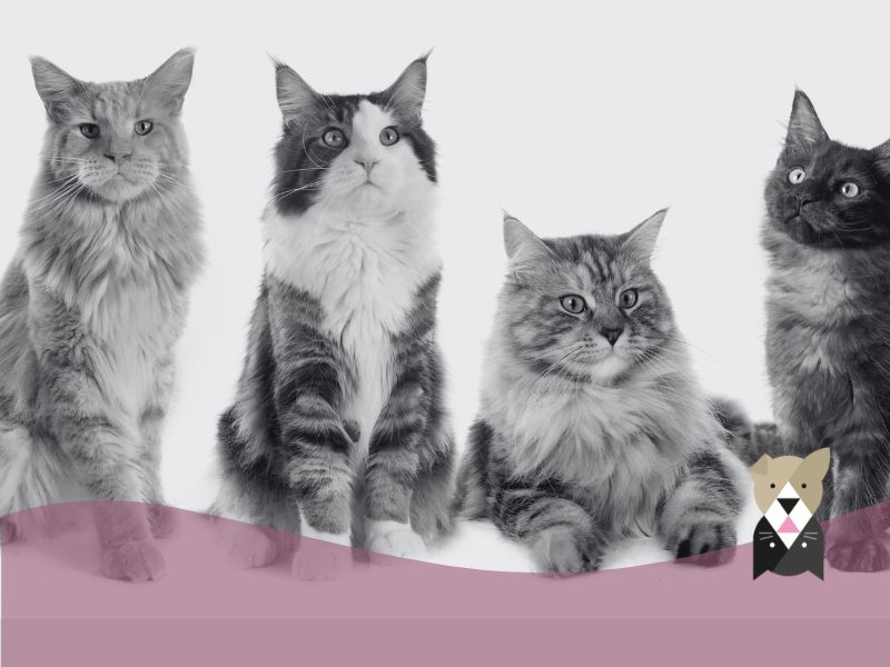 Lenda Foodie : l’alimentation humide naturelle qui améliore la santé et le bien-