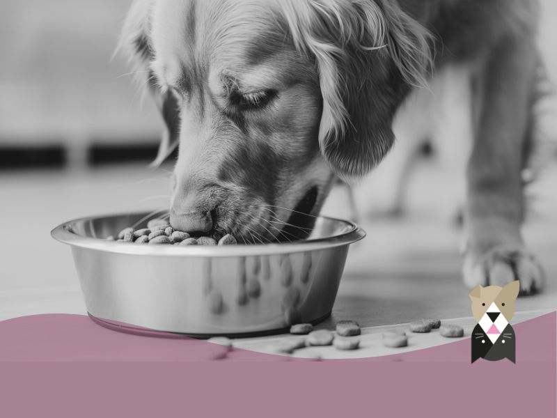 Mon chien mange trop vite, comment l’aider