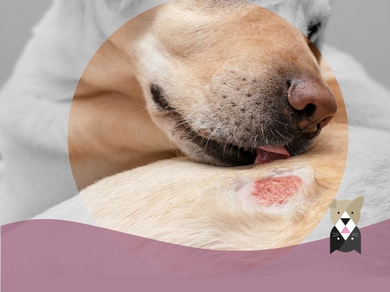 Leishmaniose chez le chien 