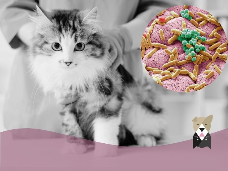 Le microbiote du chat 