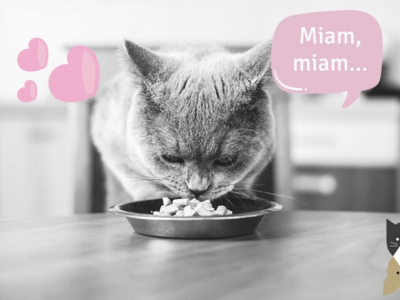 4 conseils pour bien nourrir son chat âgé