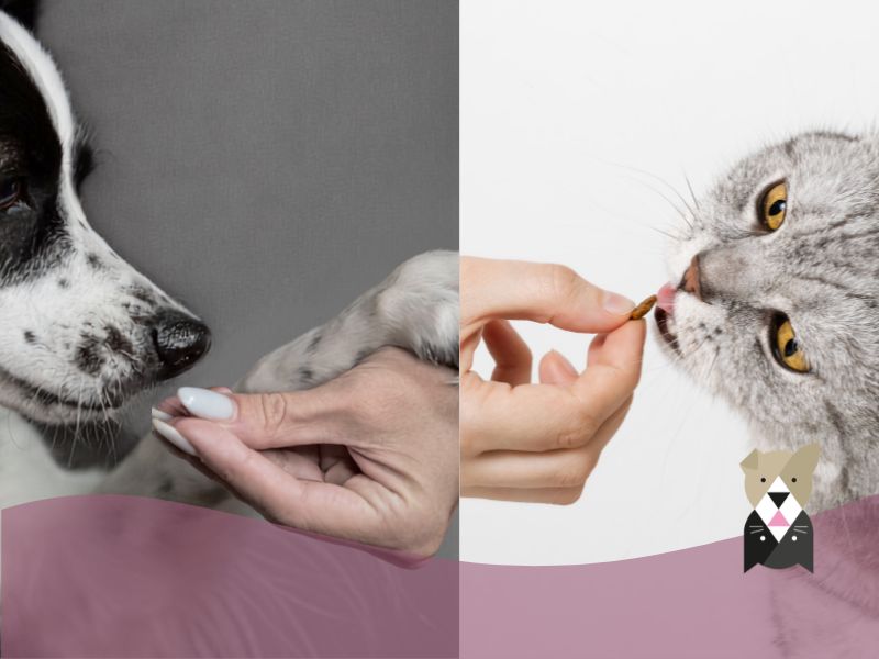 Compléments alimentaires pour chiens et chats 