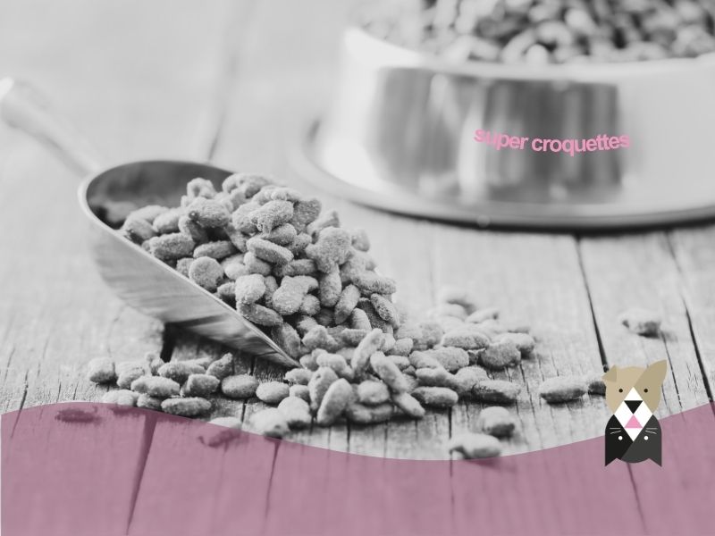 Comment bien conserver les croquettes de son chien ou de son chat ?