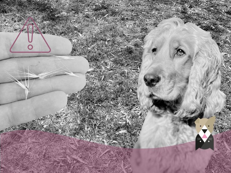 Épillet chien : que faire, quels symptômes reconnaître et comment l’éviter ?