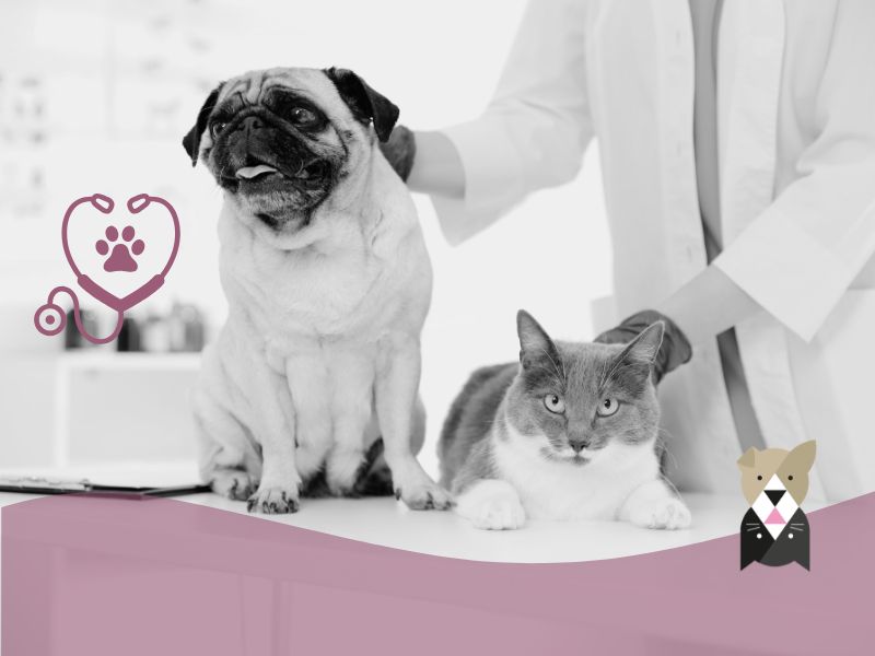 Croquettes vétérinaires chien et chat : comment choisir selon la pathologie ?