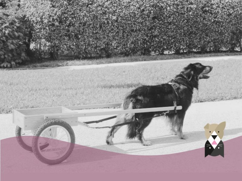 Attelage canin : comment débuter avec son chien ?