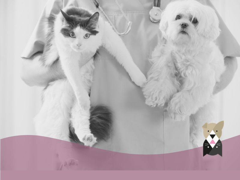 Rage chez le chien et le chat : ce qu’il faut vraiment savoir
