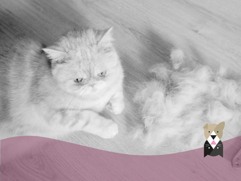 Mue chez le chat : pourquoi perd-il ses poils et comment l’aider ?