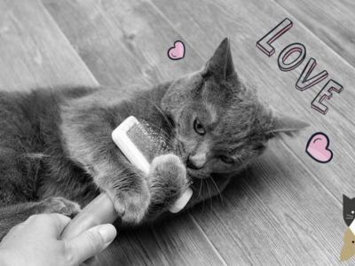 5 façons de prendre soin de son chat