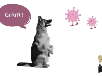 On vous dit tout sur ces chiens entraînés à détecter la Covid-19