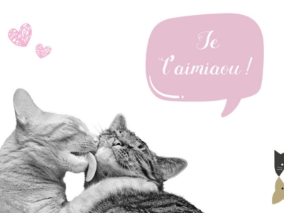 C’est la saison des amours chez les chats ! 5 choses à savoir