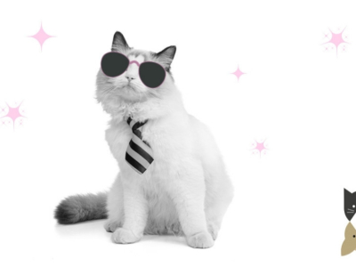 Top des races de chats les plus populaires – Partie 1