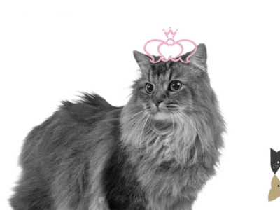 Top des races de chats les plus populaires – Partie 2