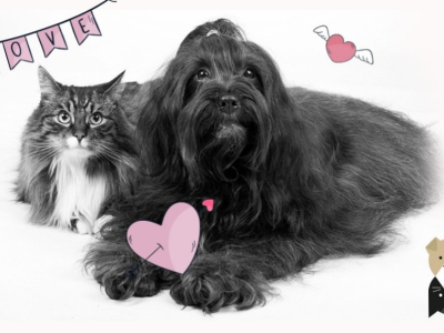 3 choses à savoir pour une bonne cohabitation entre chat et chien