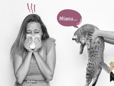 Quelles sont les races de chats hypoallergéniques ?