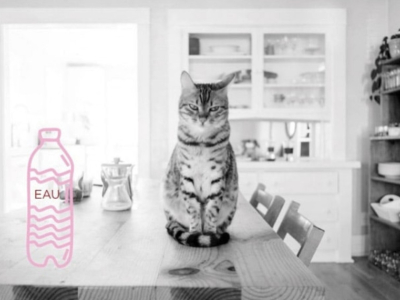 L'hydratation des chats