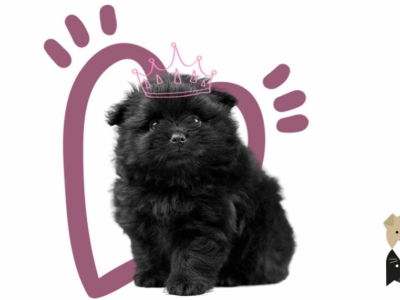Le spitz nain (loulou de Poméranie) : un compagnon vif, intelligent et très affectueux