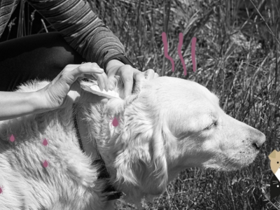 Promener son chien en forêt : gare aux tiques