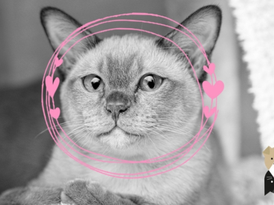 Chat Birman ou Sacré de Birmanie : un joueur à la grande tendresse