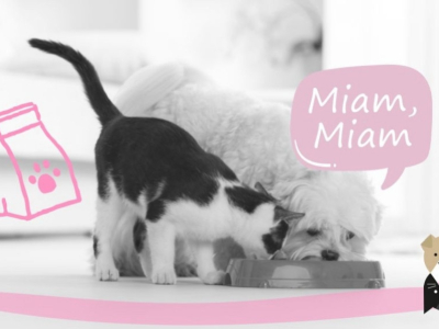 Bien choisir l’alimentation de son chien ou de son chat ?
